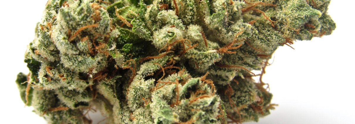 top-12-og-kush-strains-of-all-time-::-how-to-buy-weed-online.