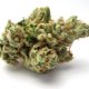 top-12-og-kush-strains-of-all-time-::-how-to-buy-weed-online.