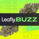 leafly-buzz:-12-hot-cannabis-strains-of-august-2024-::-where-to-order-cbd-online.