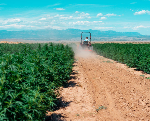 whitney-economics-reduces-2030-hemp-fiber-and-grain-acreage-forecast-by-4.5-million-acres-|-how-to-buy-cbd-vape-online