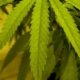 why-did-ohio-fine-marijuana-businesses-$212,500-in-the-summer?-|-how-to-order-weed-online