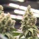 marijuana-sales-begin-tuesday.-here’s-everything-you-need-to-know-|-where-to-order-cbd-online