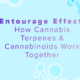 entourage-effect:-how-cannabis-terpenes-&-cannabinoids-work-together-–-ohio-cannabis-guide-|-how-to-order-cbd-online