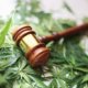 mmj-biopharma-suing-dea-over-cannabis-reform,-medical-research-|-where-to-buy-weed-online