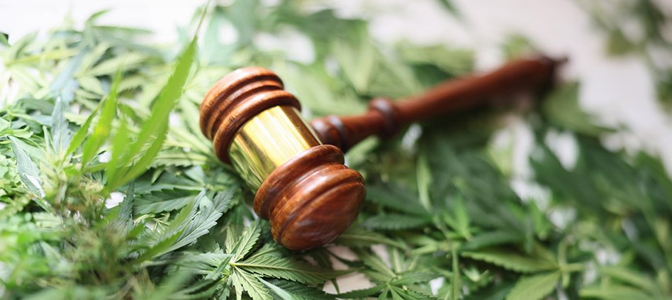 mmj-biopharma-suing-dea-over-cannabis-reform,-medical-research-|-where-to-buy-weed-online