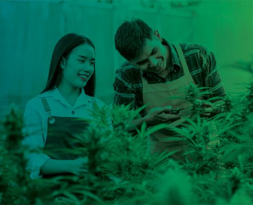 managing-your-green-in-cannabis-industry-|-where-to-order-skittles-moonrock-online