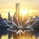 new-york-officials-release-multi-year-cannabis-industry-report-–-ganjapreneur-|-how-to-buy-skittles-moonrock-online