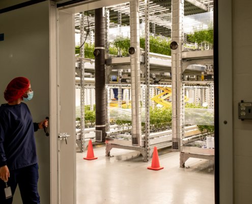 decibel-cannabis-acquires-agmedica,-plans-private-placement-|-how-to-buy-skittles-moonrock-online