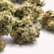 gallup-poll:-15%-of-americans-smoke-cannabis-–-ganjapreneur-|-how-to-order-skittles-moonrock-online