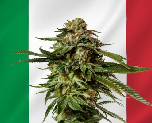 italy-planning-to-ban-hemp-flower-products-–-ganjapreneur-|-how-to-buy-skittles-moonrock-online