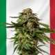 italy-planning-to-ban-hemp-flower-products-–-ganjapreneur-|-how-to-buy-skittles-moonrock-online