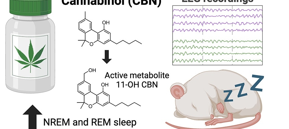 ‘sleepy’-cannabis:-study-to-show-cannabinol-(cbn)-increases-sleep-|-where-to-order-skittles-moonrock-online