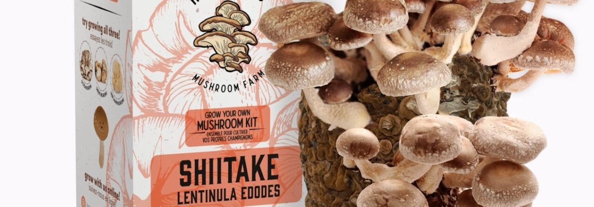 red-light-holland-posts-40%-jump-in-revenue,-narrows-losses-|-where-to-buy-skittles-moonrock-online