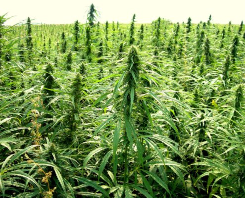 organigram-leans-into-hemp-with-latest-acquisition-|-where-to-order-skittles-moonrock-online