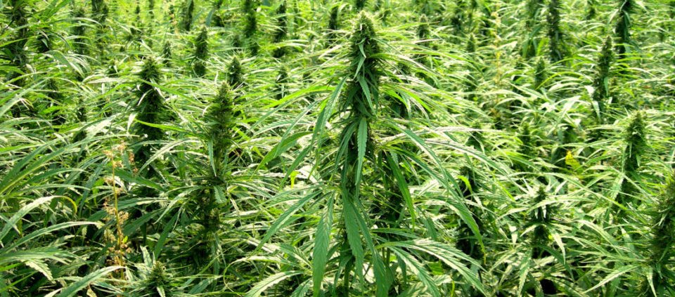 organigram-leans-into-hemp-with-latest-acquisition-|-where-to-order-skittles-moonrock-online