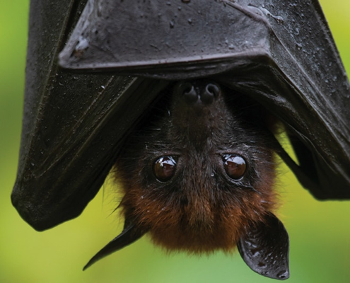 2-men-dead-after-using-bat-poop-to-grow-cannabis-|-how-to-buy-skittles-moonrock-online