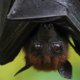 2-men-dead-after-using-bat-poop-to-grow-cannabis-|-how-to-buy-skittles-moonrock-online