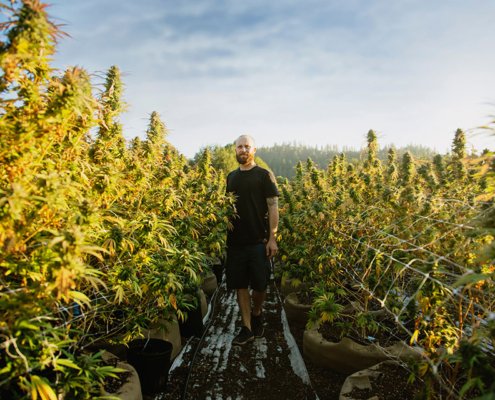 cannabis-related-banking-requires-cannabis-expertise-|-how-to-buy-skittles-moonrock-online