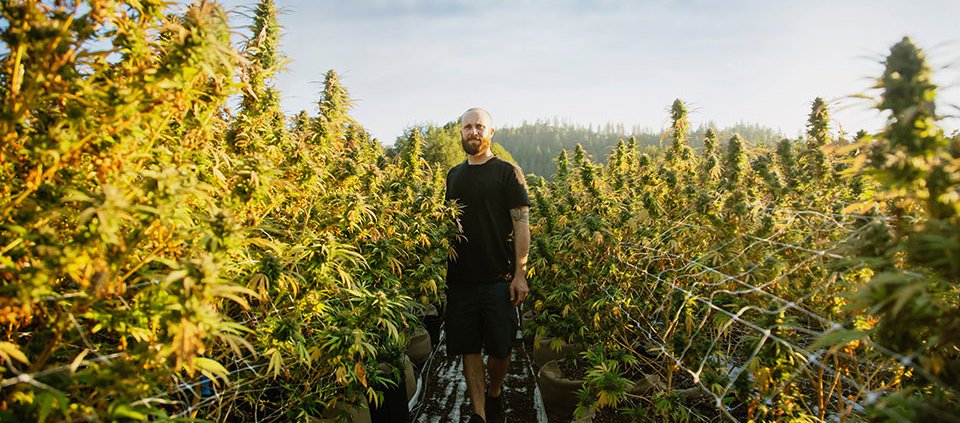 cannabis-related-banking-requires-cannabis-expertise-|-how-to-buy-skittles-moonrock-online