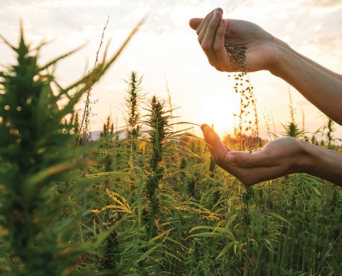 national-hemp-association-puts-four-asks-before-rfk-jr.-|-how-to-order-skittles-moonrock-online