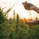 national-hemp-association-puts-four-asks-before-rfk-jr.-|-how-to-order-skittles-moonrock-online