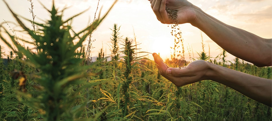 national-hemp-association-puts-four-asks-before-rfk-jr.-|-how-to-order-skittles-moonrock-online