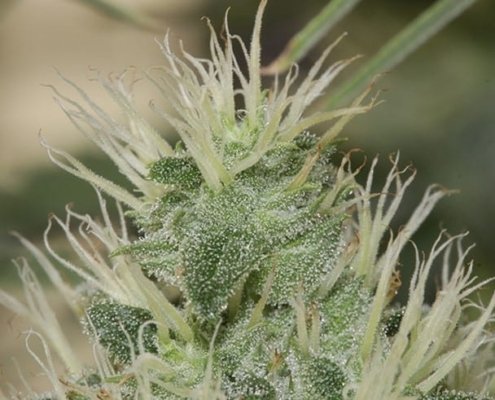 cannabis-breeding-basics-|-how-to-buy-skittles-moonrock-online