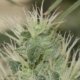 cannabis-breeding-basics-|-how-to-buy-skittles-moonrock-online