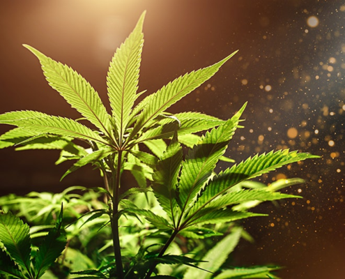 dea-could-subpoena-hhs-in-marijuana-rescheduling-hearings-|-how-to-order-skittles-moonrock-online