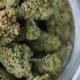 new-york-adult-use-cannabis-sales-top-$1b-–-ganjapreneur-|-how-to-buy-skittles-moonrock-online