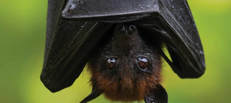 2-men-dead-after-using-bat-poop-to-grow-cannabis-|-how-to-order-skittles-moonrock-online