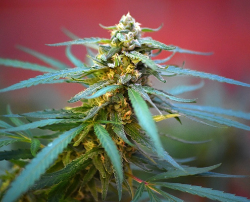 dea-responds-to-‘out-of-time’-cannabis-rescheduling-claims-|-how-to-order-skittles-moonrock-online