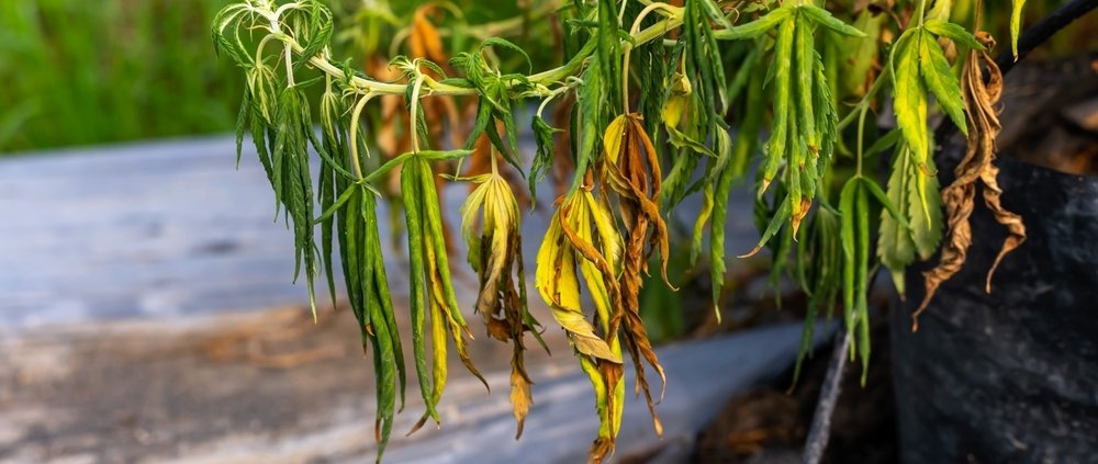 new-jersey’s-specialty-oil-sues-over-‘dirt-quality’-hemp-|-how-to-buy-skittles-moonrock-online