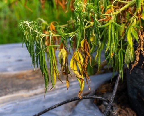 new-jersey’s-specialty-oil-sues-over-‘dirt-quality’-hemp-|-how-to-buy-skittles-moonrock-online