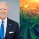 president-joe-biden-commutes-sentences-for-nearly-2,500-nonviolent-drug-offenders-|-how-to-buy-skittles-moonrock-online