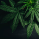 delaware’s-adult-use-cannabis-market-moving-forward-|-where-to-buy-skittles-moonrock-online