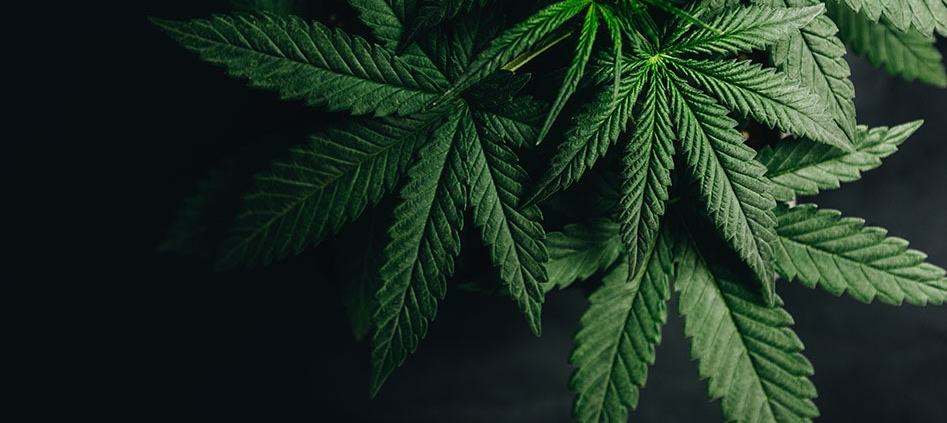 delaware’s-adult-use-cannabis-market-moving-forward-|-where-to-buy-skittles-moonrock-online