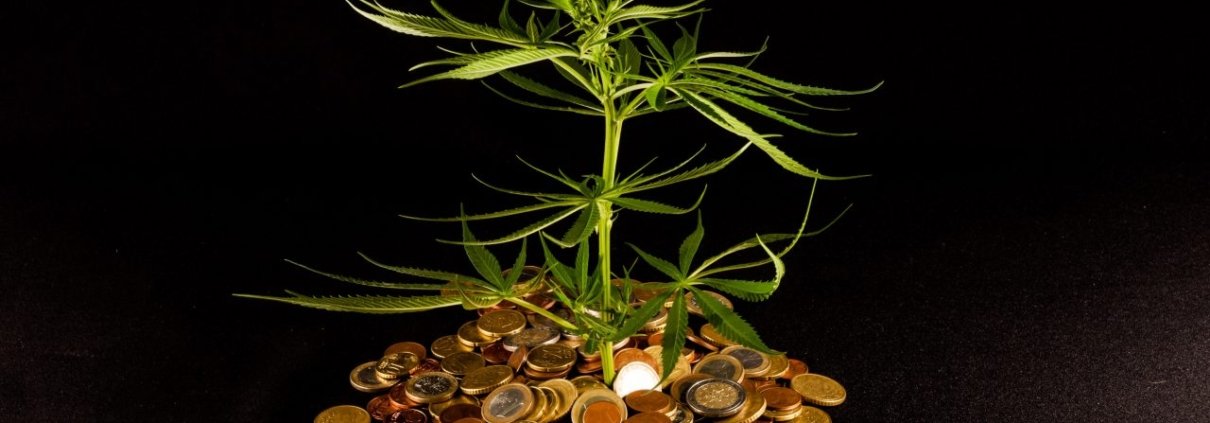 cbdmd-posts-first-quarter-profit-despite-lower-sales-|-where-to-buy-skittles-moonrock-online