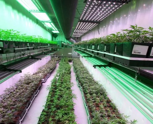 organigram-pins-german-growth-on-facility-upgrades-|-how-to-order-skittles-moonrock-online