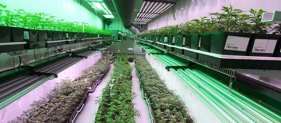 organigram-pins-german-growth-on-facility-upgrades-|-how-to-order-skittles-moonrock-online