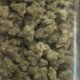 ohio-weed-costs-double-michigan-|-how-to-buy-skittles-moonrock-online