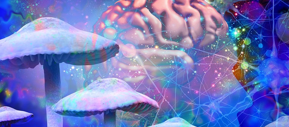 numinus-wellness-to-wind-down-subsidiaries-|-how-to-buy-skittles-moonrock-online