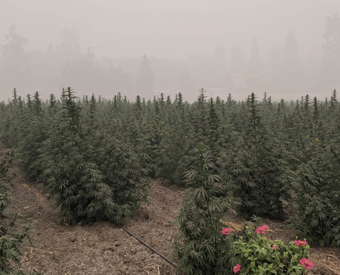 how-climate-change-can-hurt-cannabis-crops,-bottom-lines-|-how-to-buy-skittles-moonrock-online