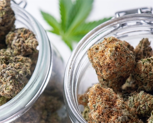 report:-six-state-markets-to-contribute-more-than-75%-of-cannabis-sales-growth-over-next-three-years-–-ganjapreneur-|-how-to-order-skittles-moonrock-online