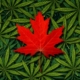 canadians-are-increasing-cannabis-consumption,-as-alcohol-declines-|-where-to-buy-skittles-moonrock-online