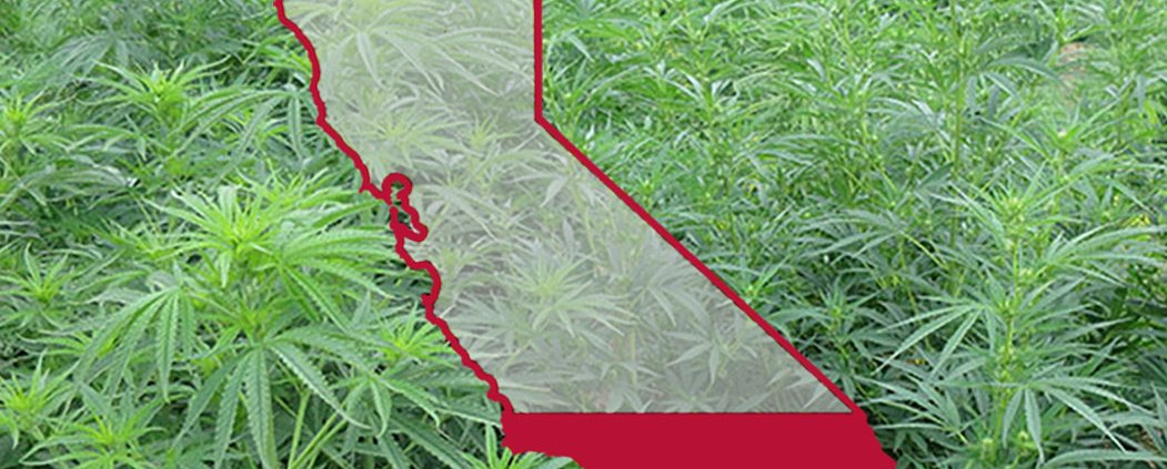 california-extends-emergency-intoxicating-hemp-ban-|-how-to-buy-skittles-moonrock-online