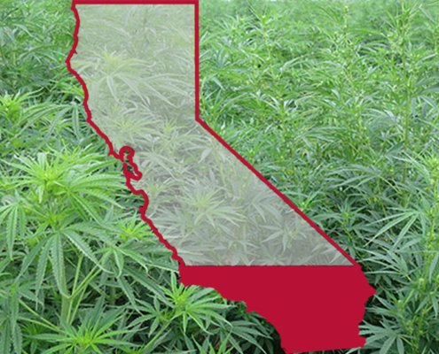california-extends-emergency-intoxicating-hemp-ban-|-how-to-buy-skittles-moonrock-online
