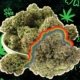 best-st-patrick’s-day-cannabis-strains-and-edibles-|-how-to-order-skittles-moonrock-online