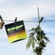 village-farms-reports-increased-revenue-and-beats-estimates-|-how-to-buy-skittles-moonrock-online