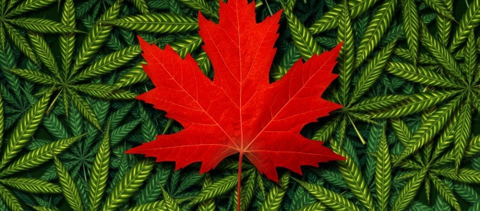 health-canada-updates-national-cannabis-regulations-|-how-to-buy-skittles-moonrock-online